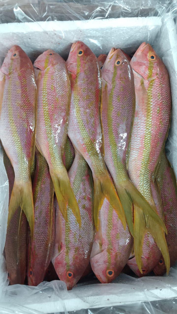 Pescado fresco